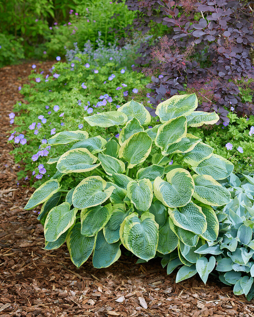 Hosta Olive Bailey Langdon