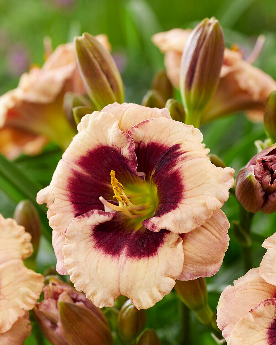 Hemerocallis CP