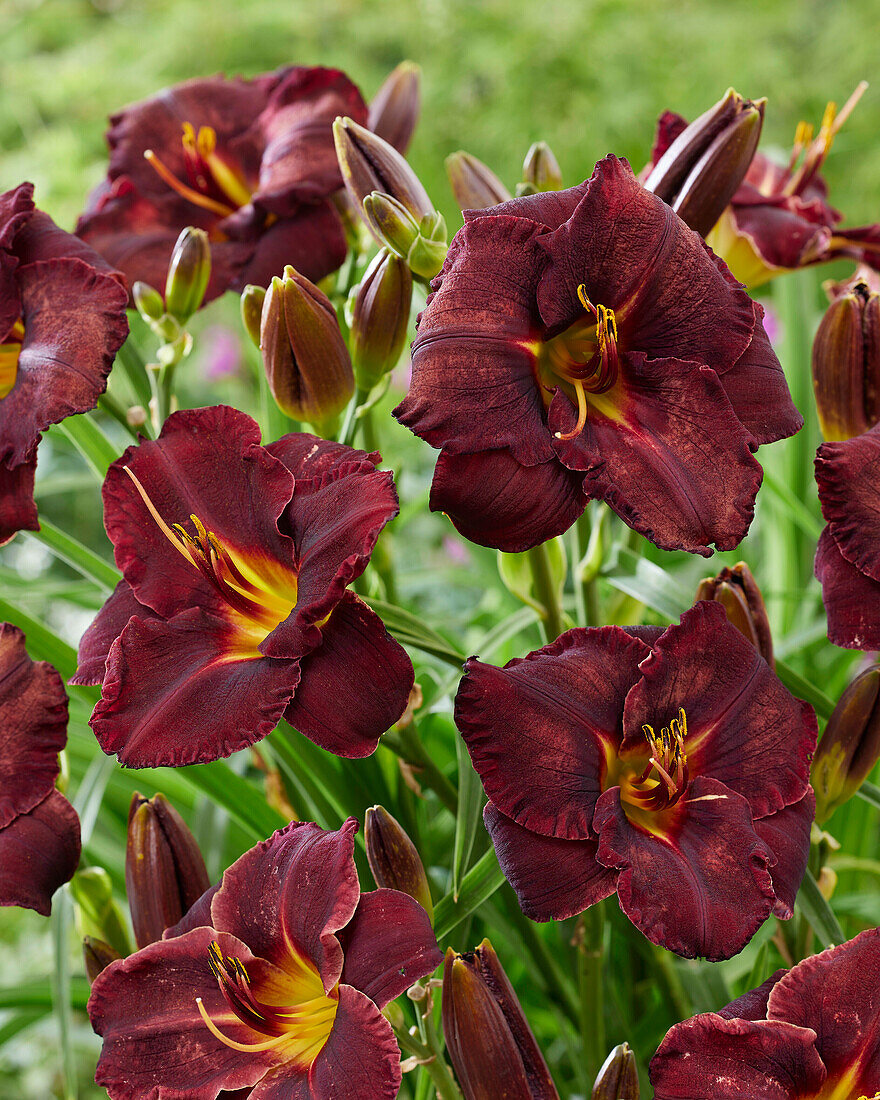 Hemerocallis BS