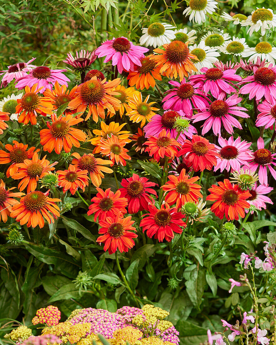 Echinacea Sombrero mix