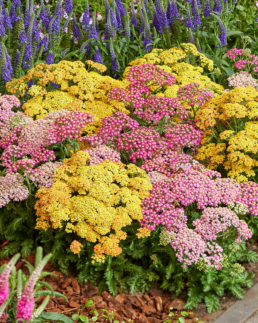 Achillea Milly Rock mix