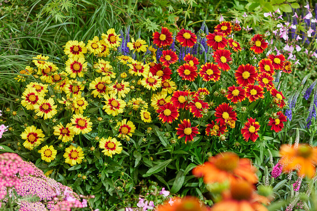 Coreopsis UpTick™ combination