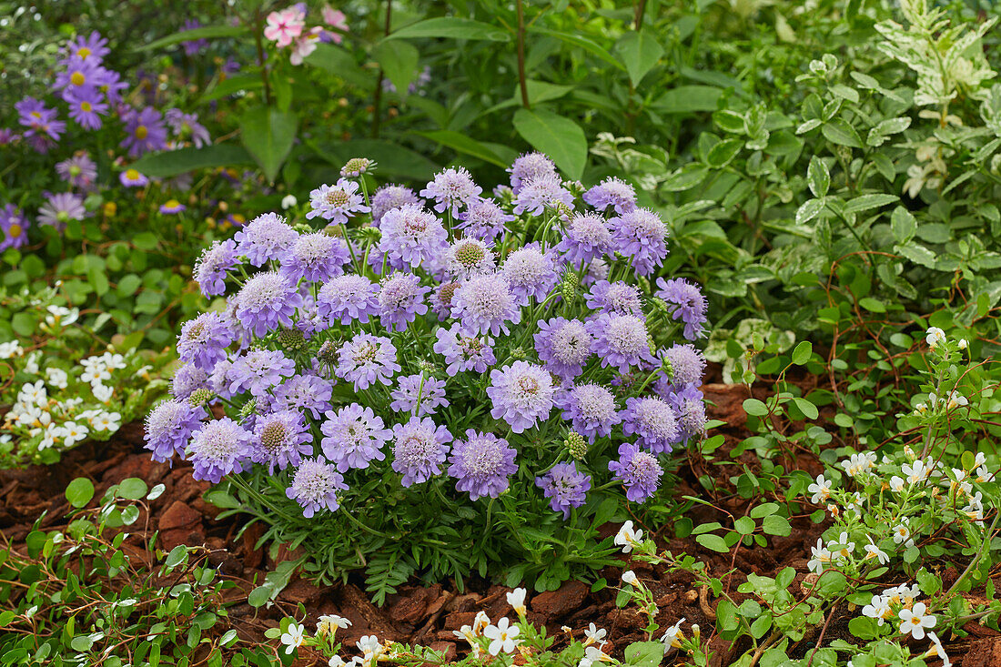 Scabiosa Blue Eyes