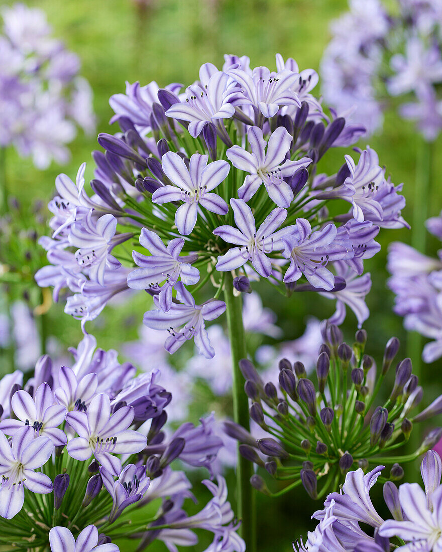 Agapanthus Everpanthus® Poppin' Star 