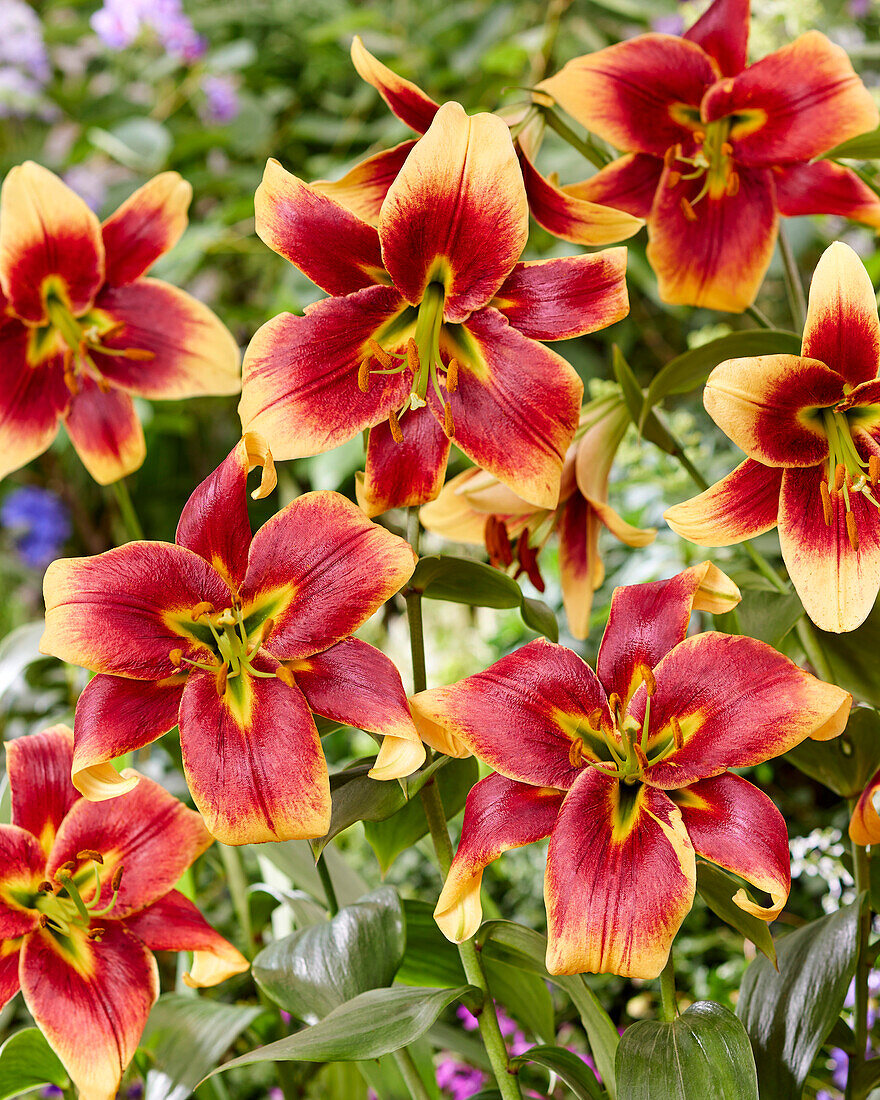 Lilium Red Morning