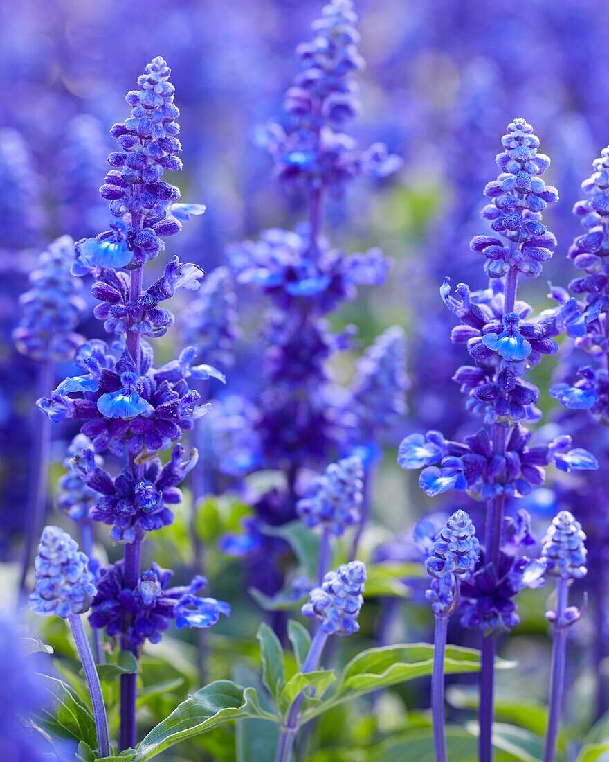 Mehliger Salbei (Salvia farinacea) 'Sallyfun Deep Ocean'