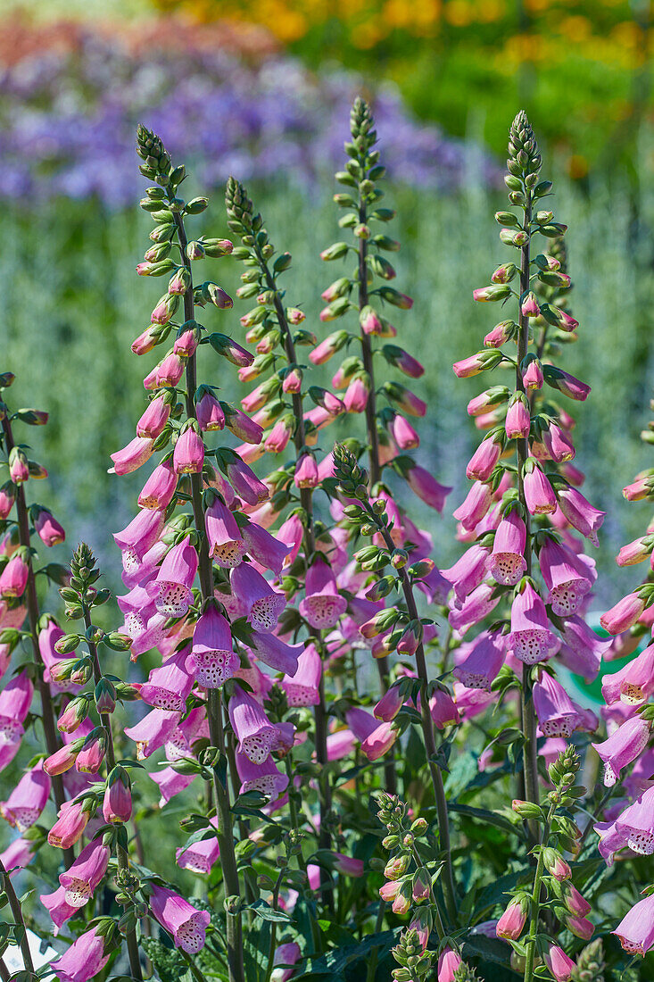 Digitalis Panther