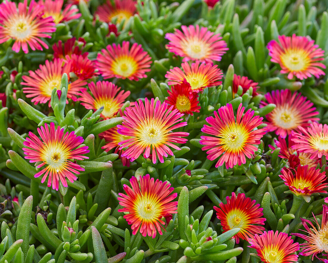 Delosperma Delmara Red