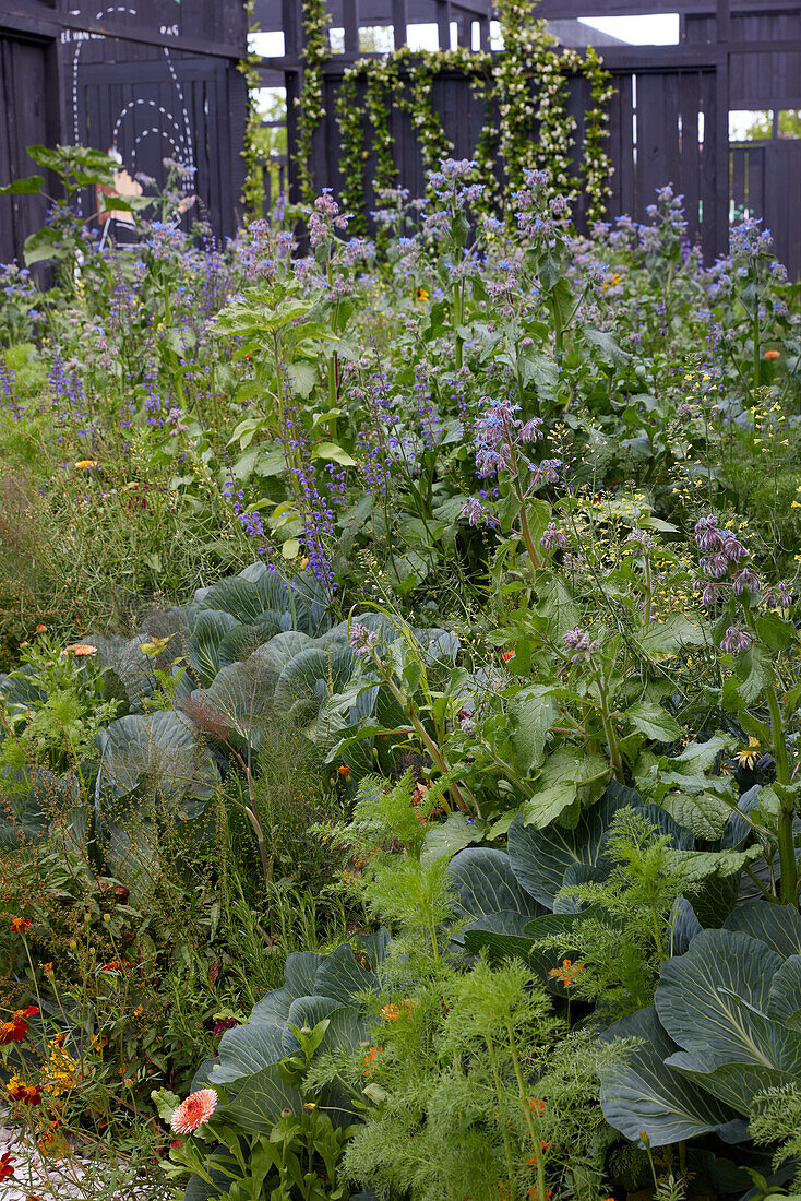 Gemüse und Kräuter im Garten
