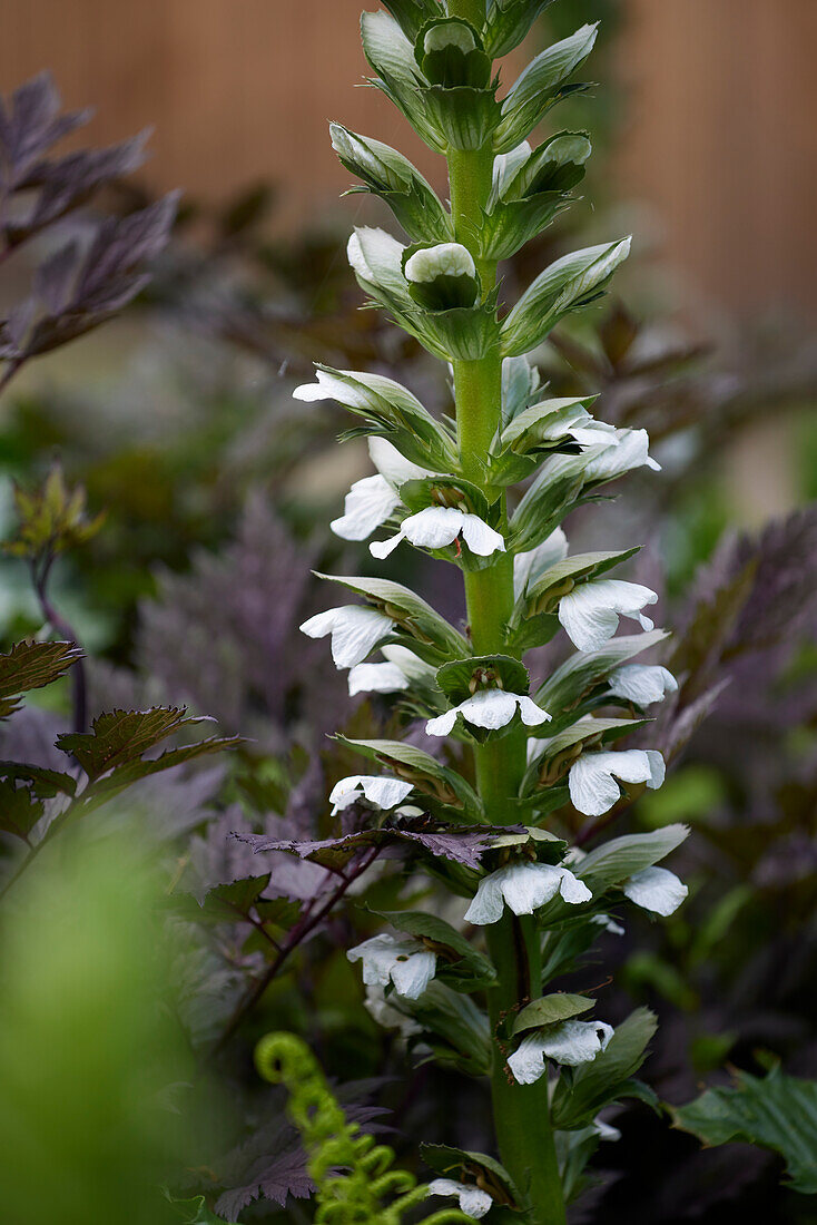 Acanthus mollis Rue Ledan