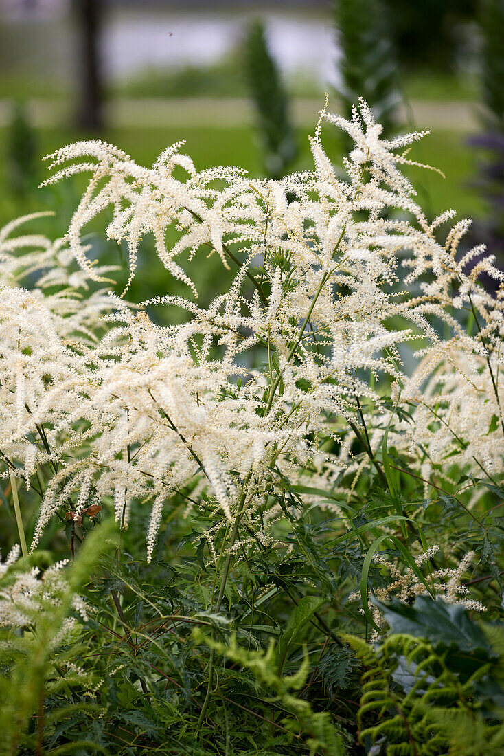 Aruncus dioicus Kneiffii