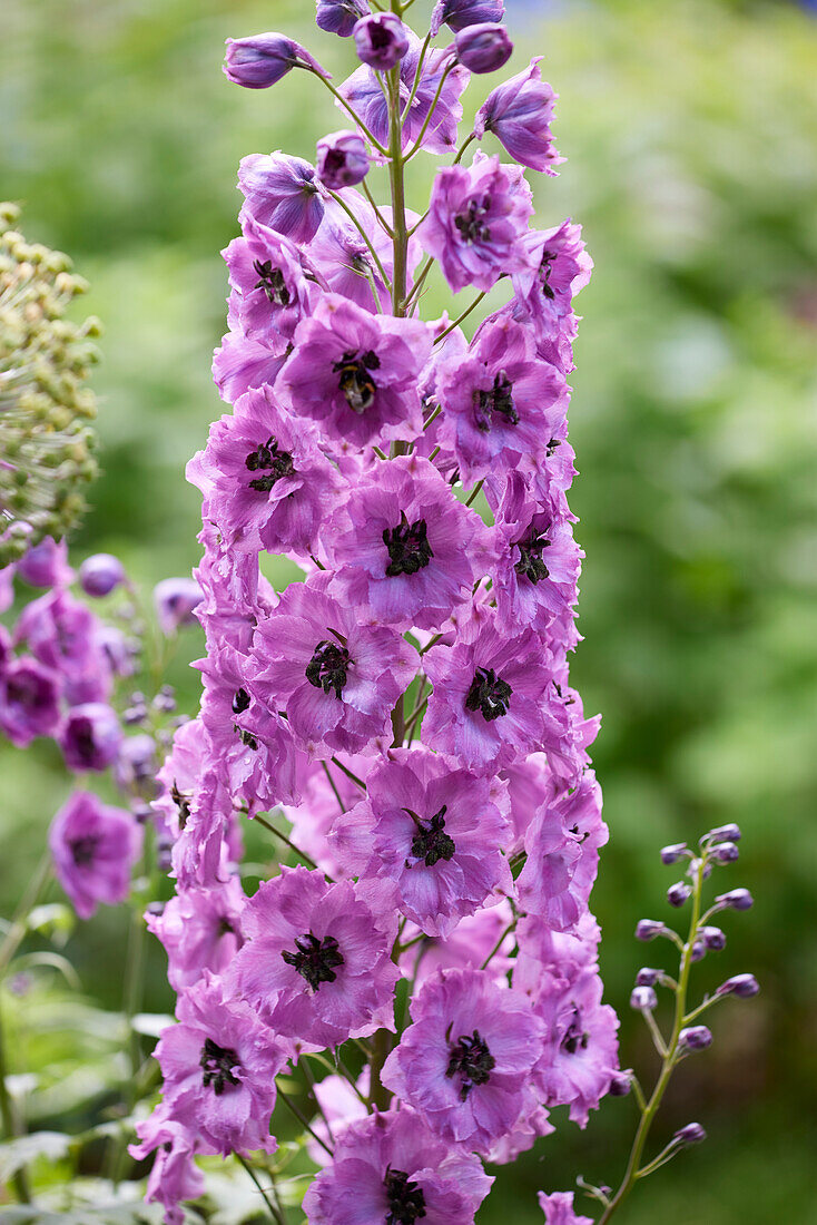 Delphinium Pink Punch, New Millennium™ Series