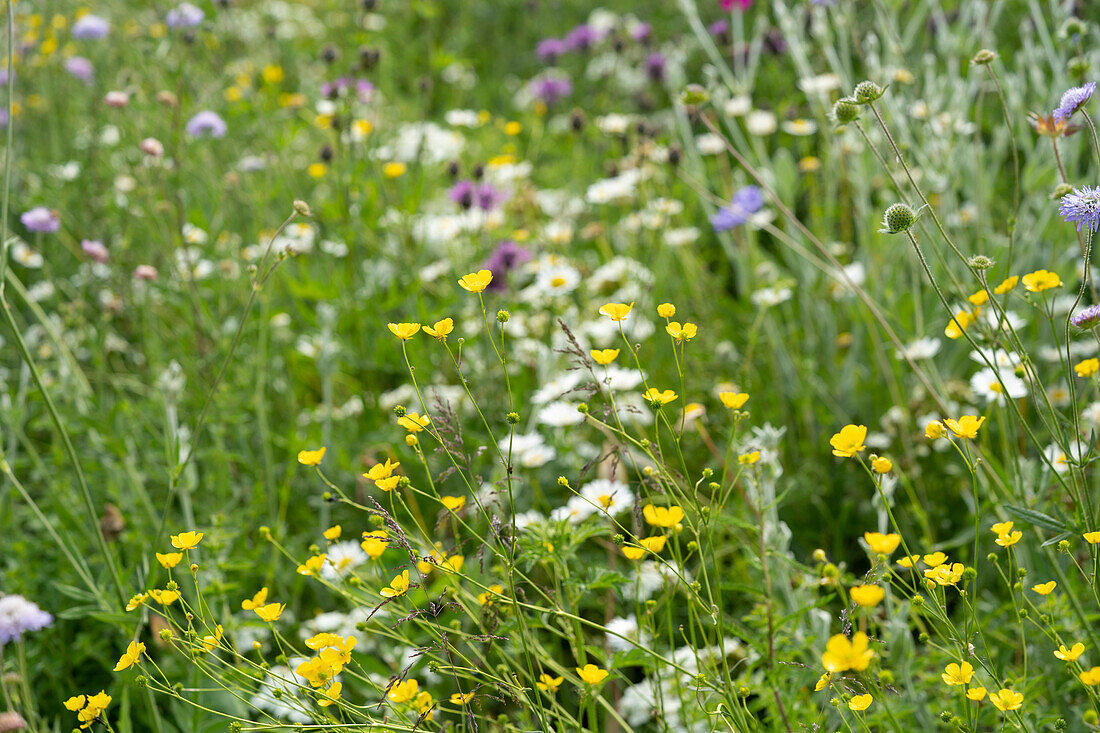 Bloomingfields flower mix