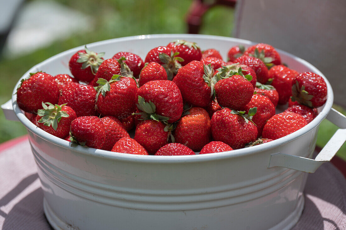 Freshly picked strawberries in bowl