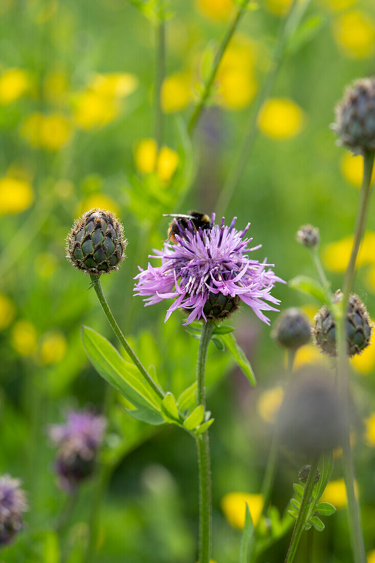 Scabiosen-Flockenblume (Centaurea scabiosa)