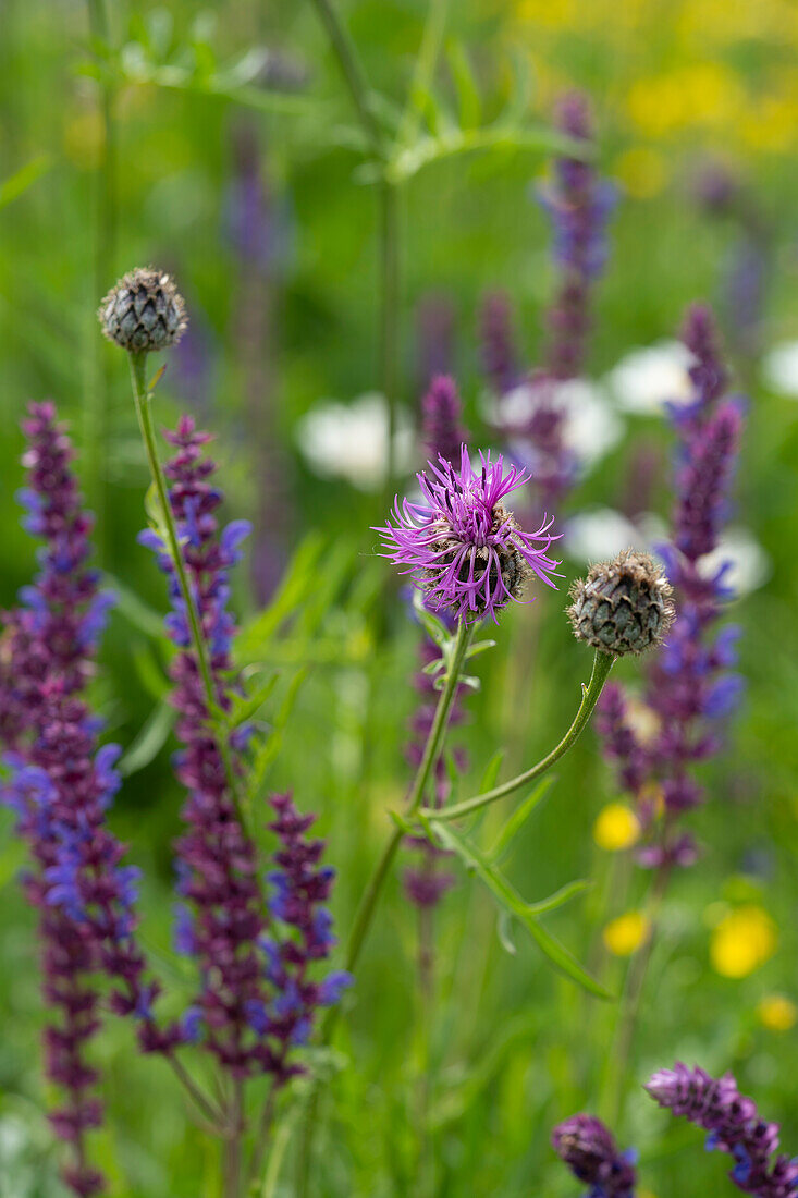 Scabiosen-Flockenblume (Centaurea scabiosa)