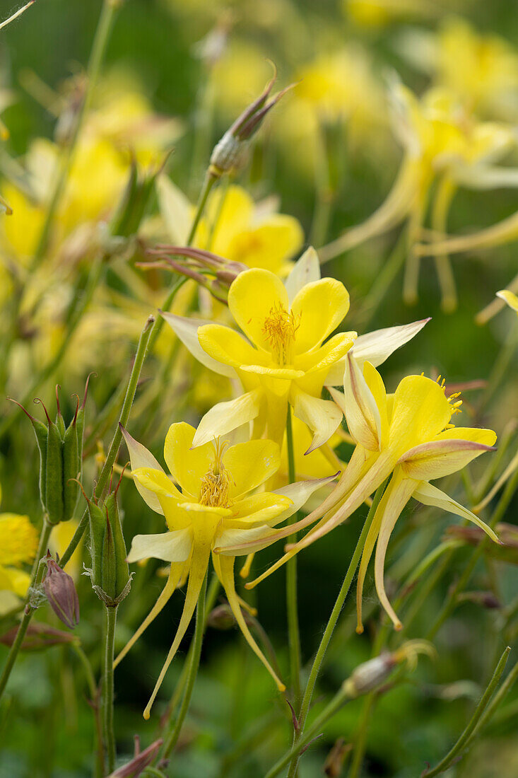 Aquilegia chrysantha Yellow Queen