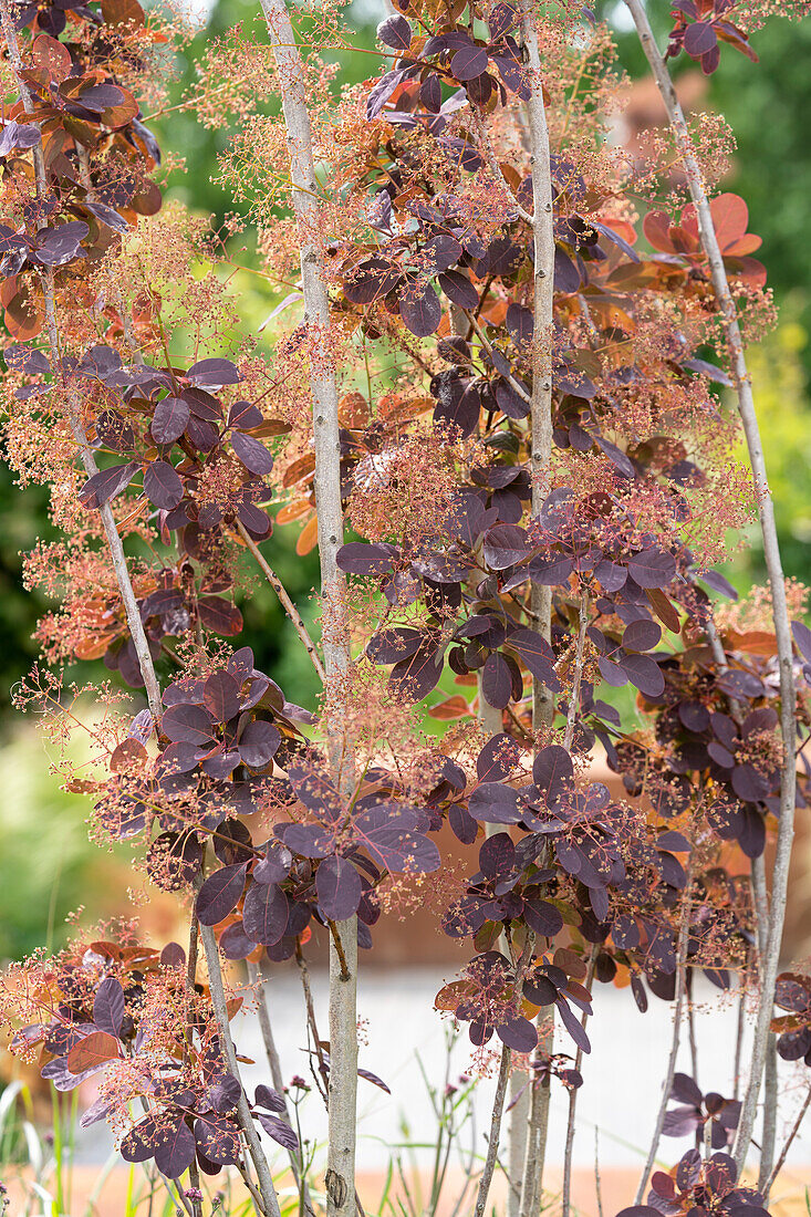 Cotinus coggygria Royal Purple