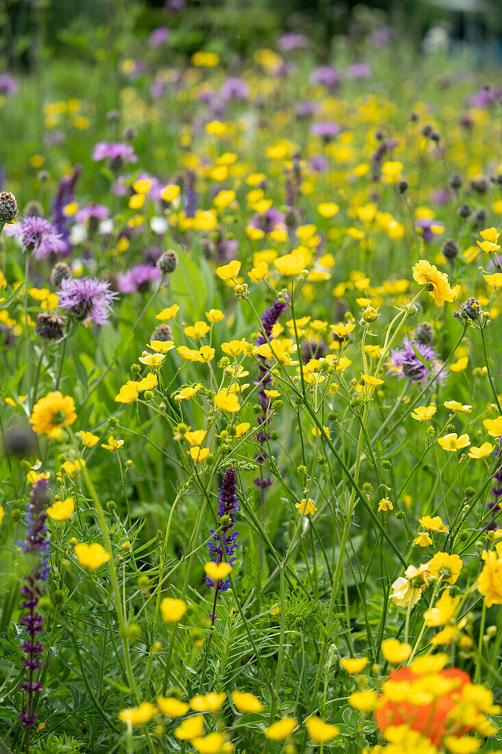 Mixed summer flowers