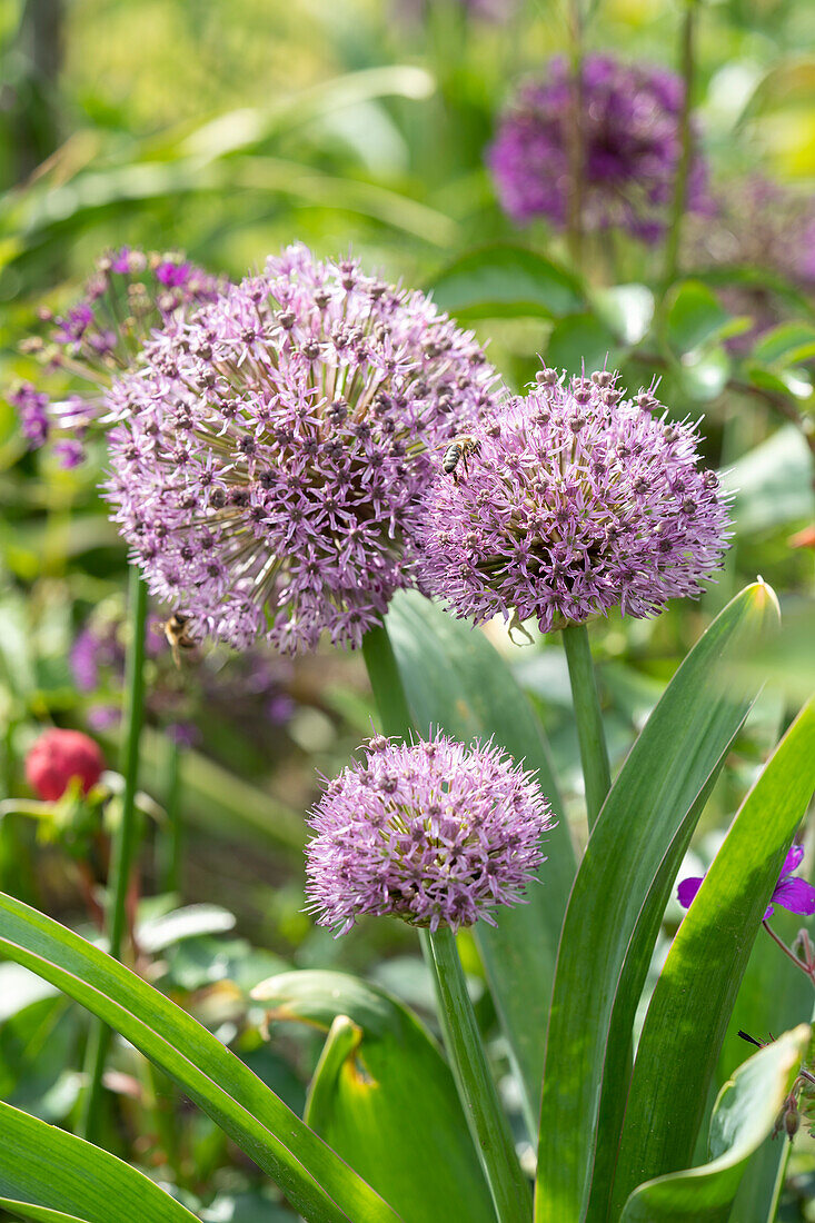 Allium Party Balloons