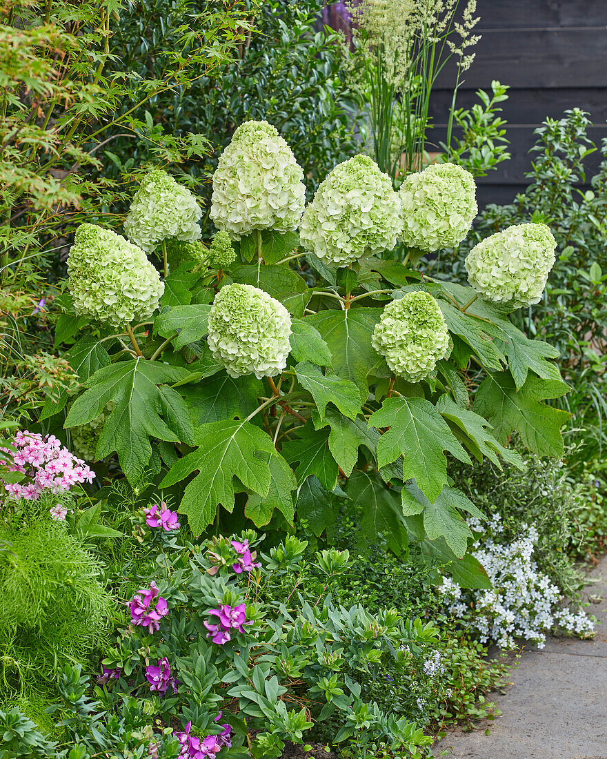 Hydrangea quercifolia Tara