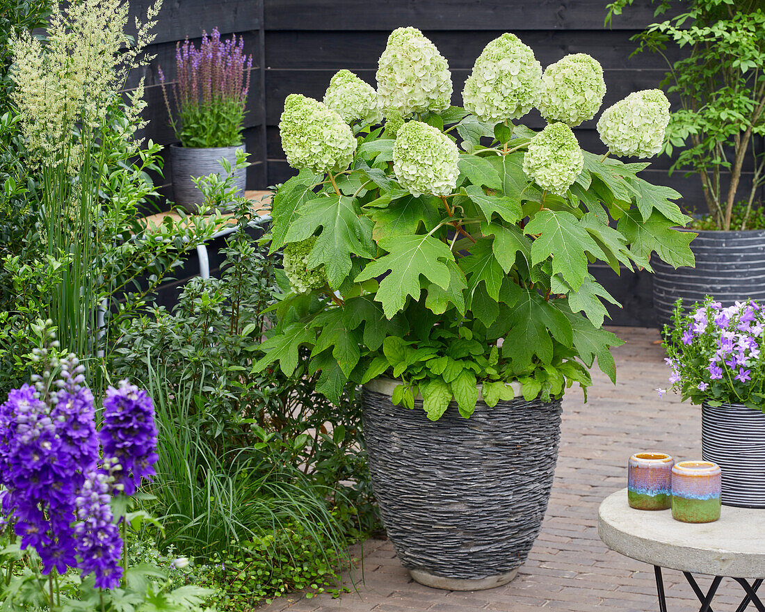 Hydrangea quercifolia Tara