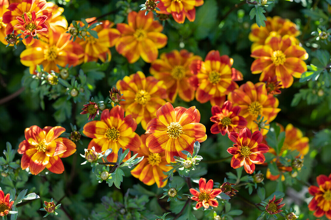 Goldmarie (Bidens ferulifolia) 'Dorado Red Yellow'