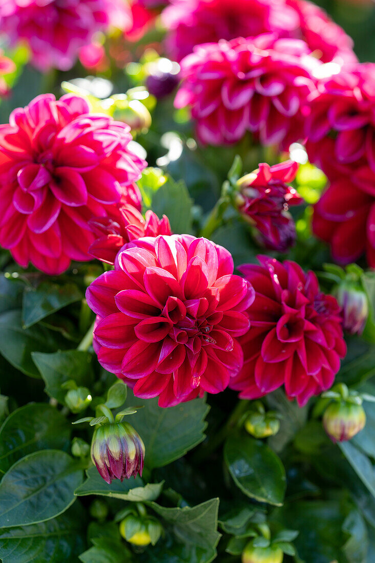 Dahlie (Dahlia) 'Dahlietta Select Patty'