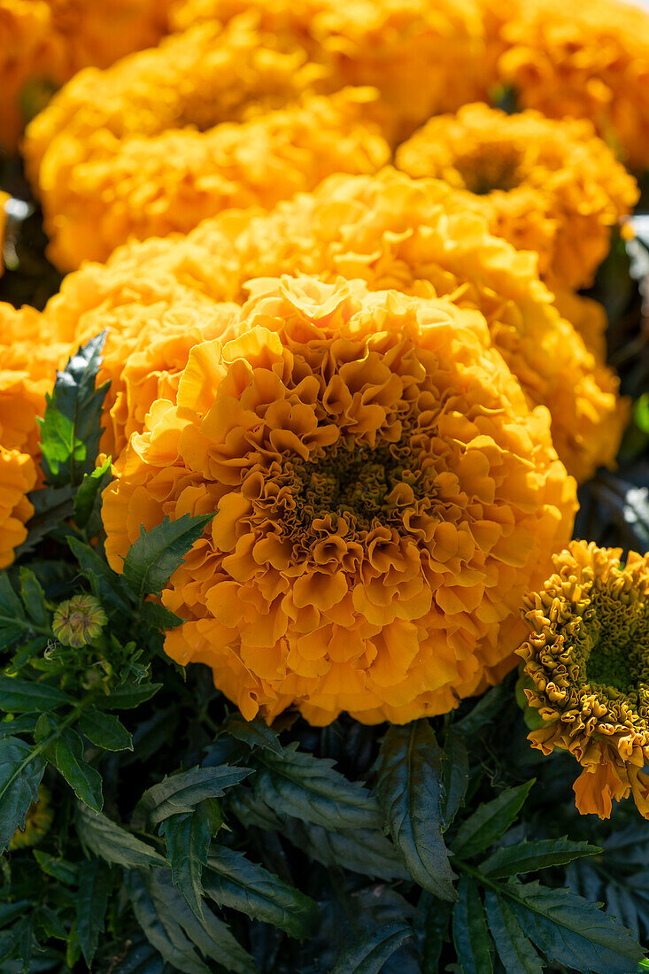 Tagetes erecta Antigua Orange