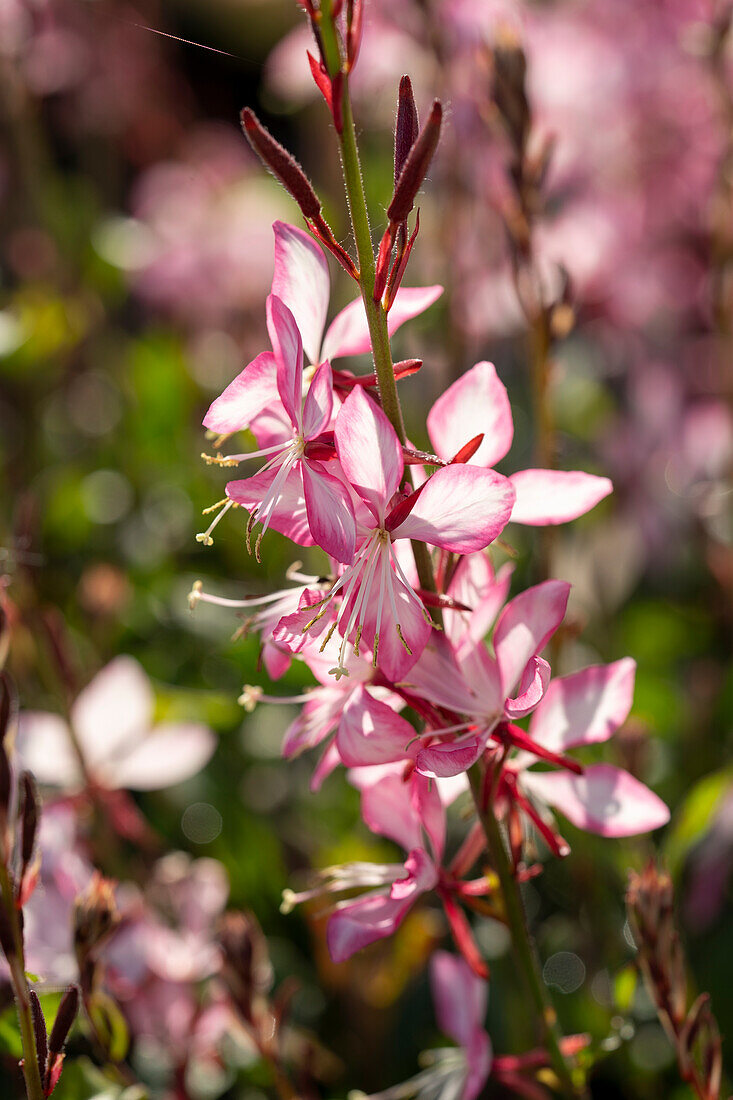 Gaura lindheimeri Rose Bicolor