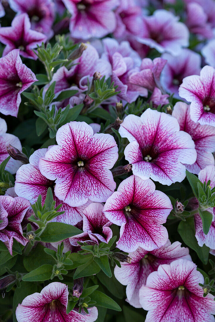 Petunie (Petunia) 'Opera Supreme Raspberry Ice'