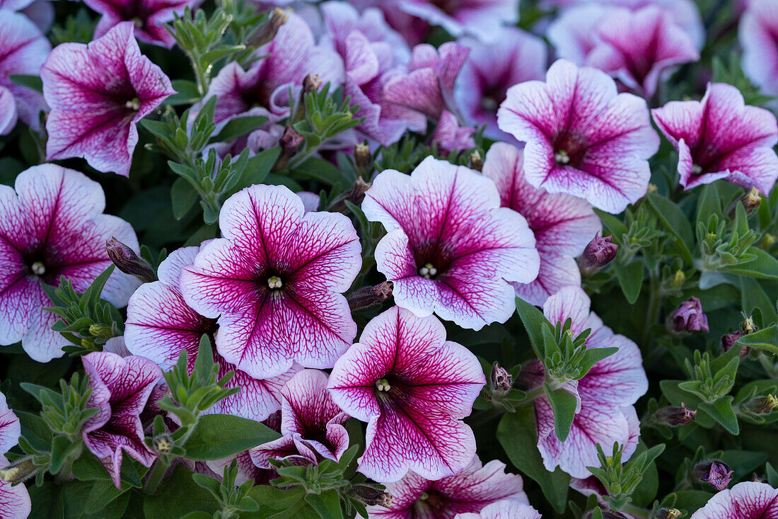 Petunie (Petunia) 'Petchoa BeautiCal Bordeaux'