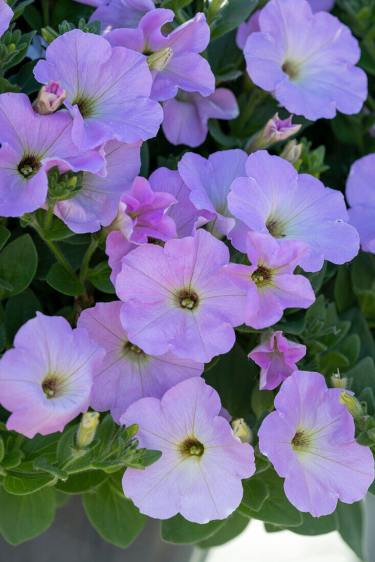 Petunia Opera Supreme Lavender