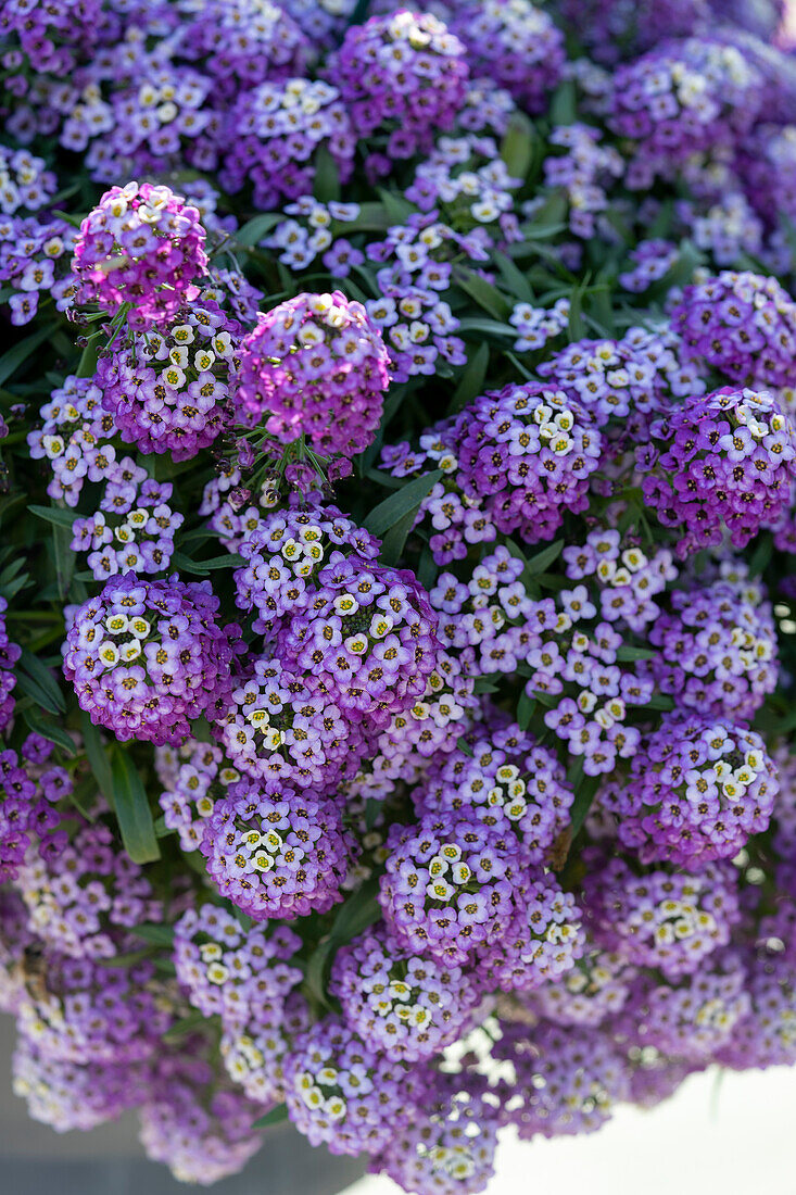 Lobularia maritima Stream™ Lavender