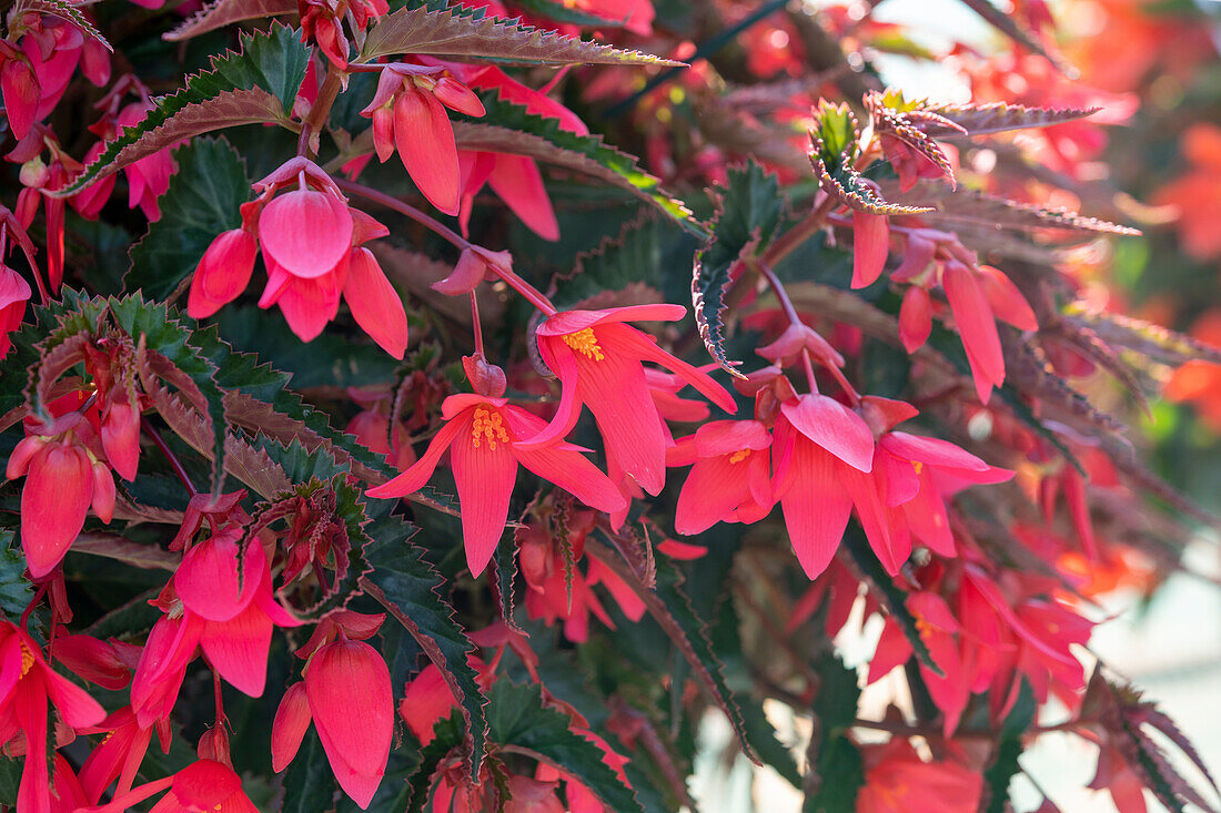 Begonie (Begonia) 'Waterfall® Encanto Pink'