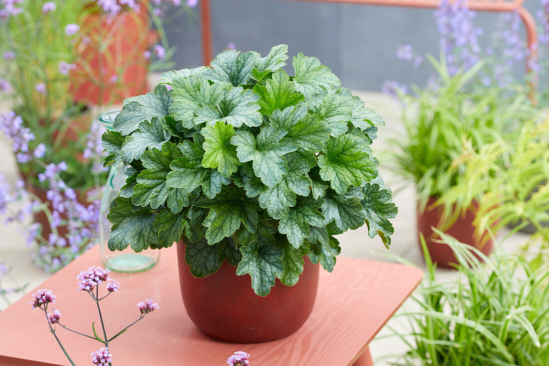 Heuchera Rex Peppermint