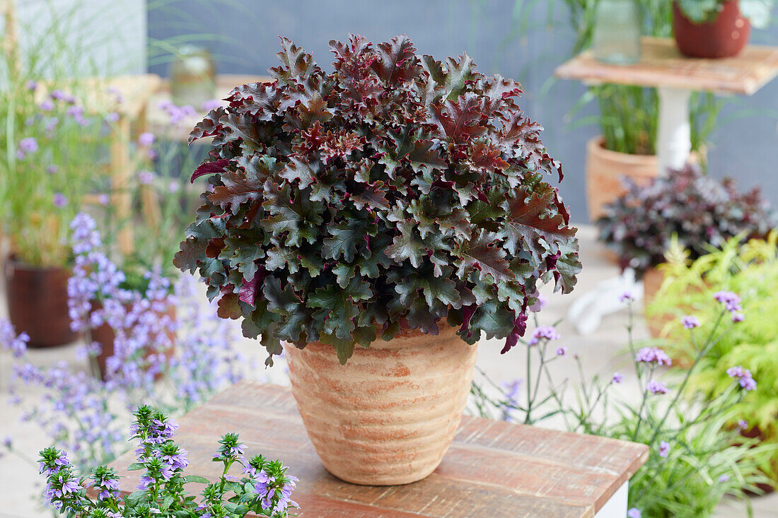 Purpurglöckchen (Heuchera) 'World Caffe Lungo'