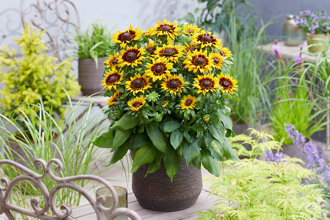 Rudbeckia hirta Tiger SmileyZ™