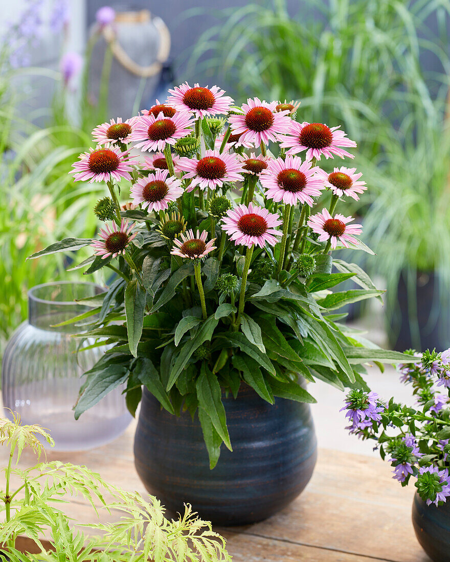 Purpur-Sonnenhut (Echinacea purpurea) 'Fountain Light Purple'