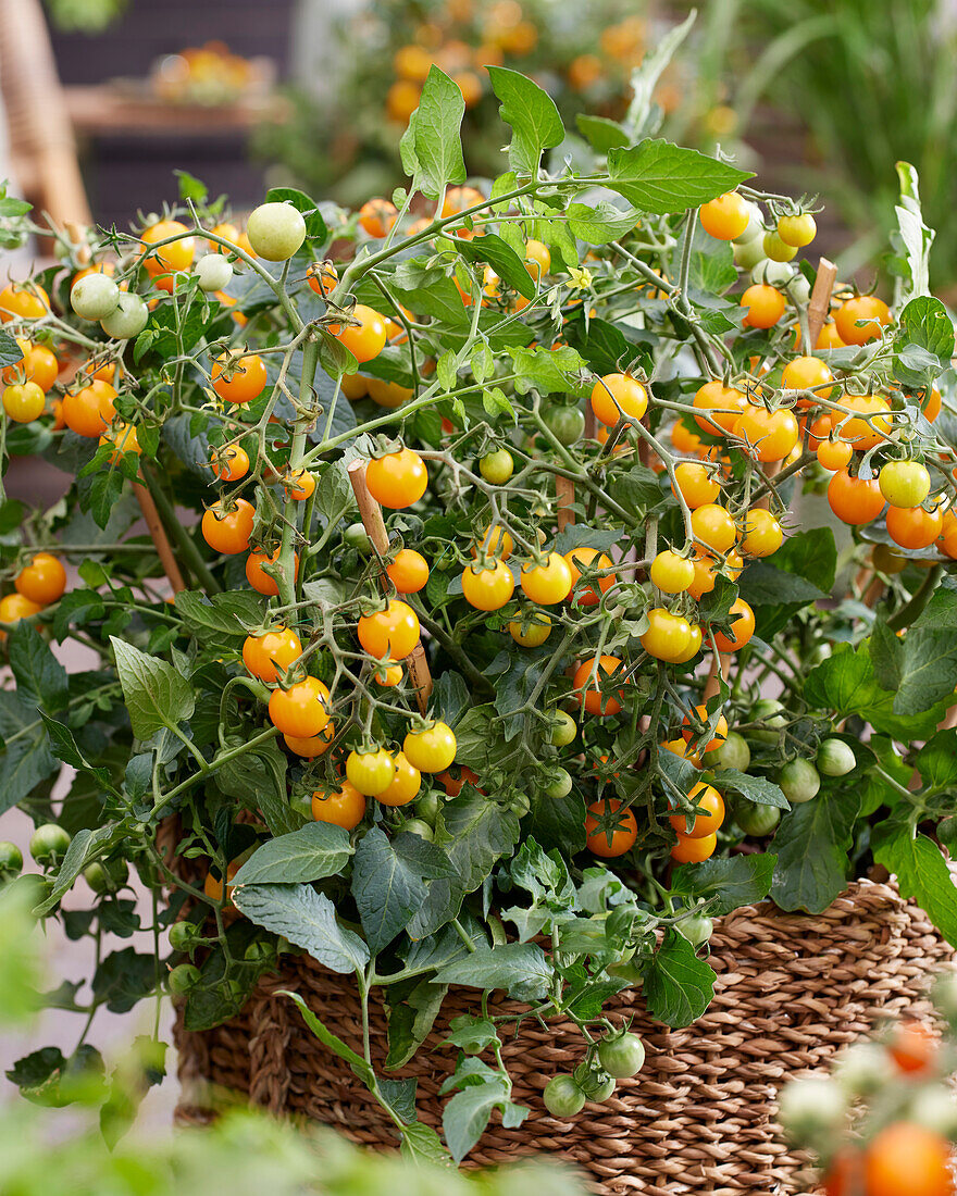 Tomate (Solanum lycopersicum) 'Avalanche Yellow'