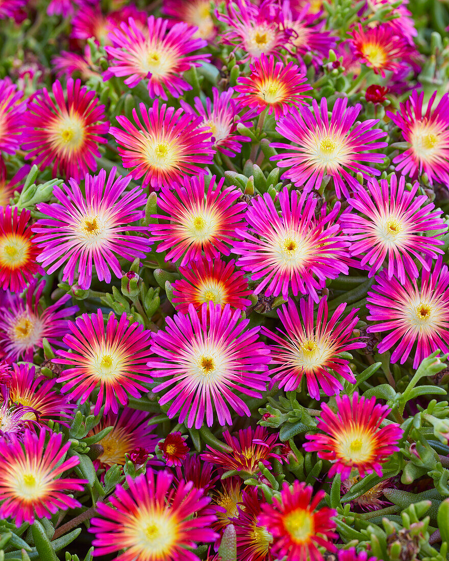 Delosperma Delmara Fuchsia