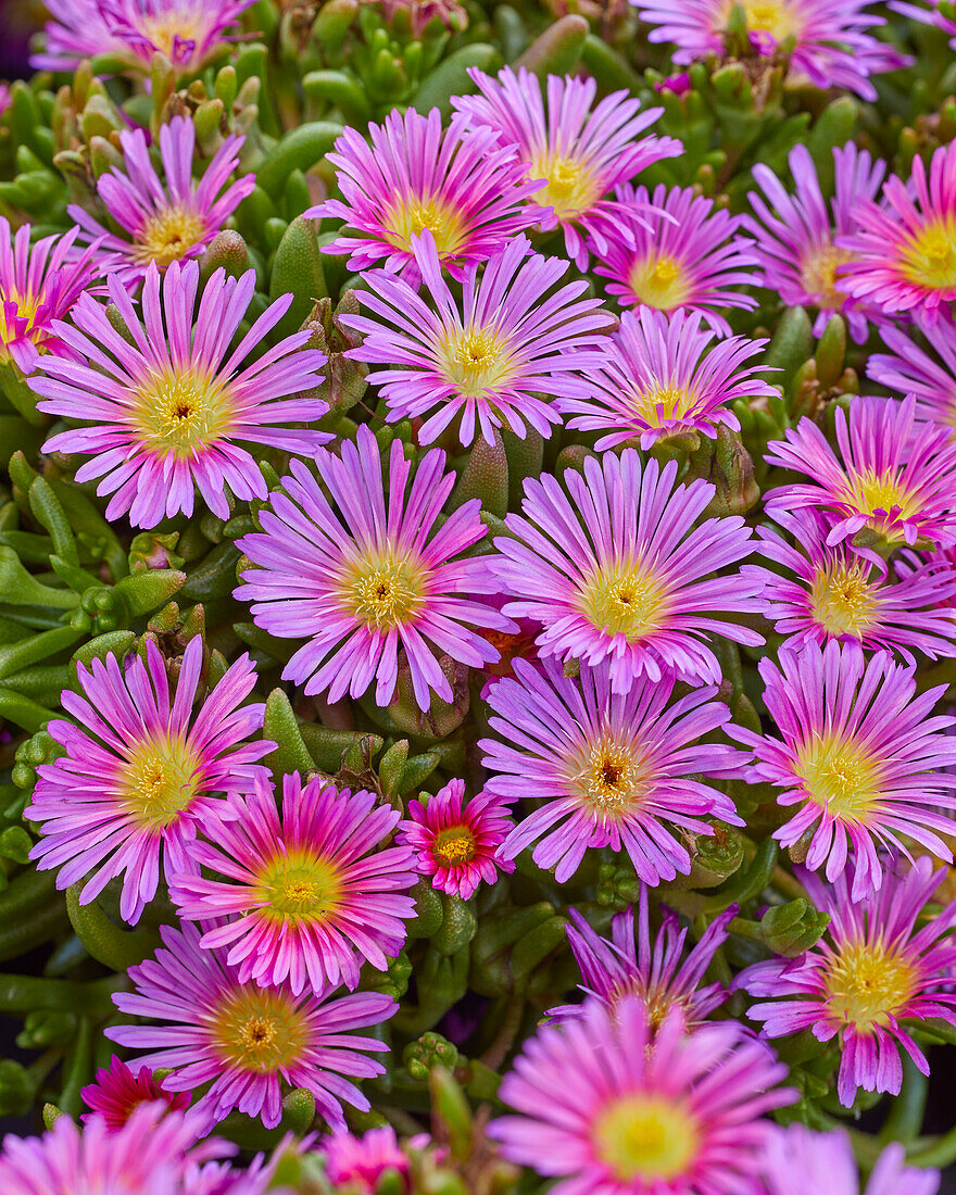 Mittagsblume (Delosperma) 'Delmara Rosa'