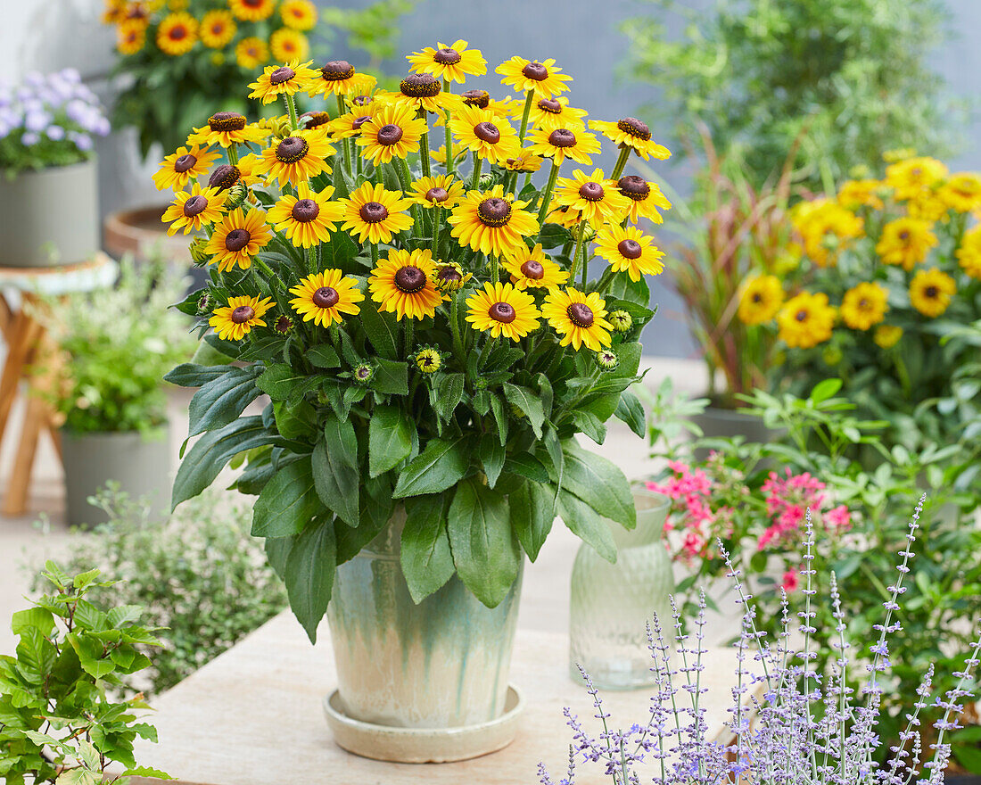 Rudbeckia Divine SmileyZ™