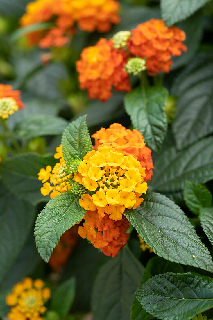 Lantana Tropic