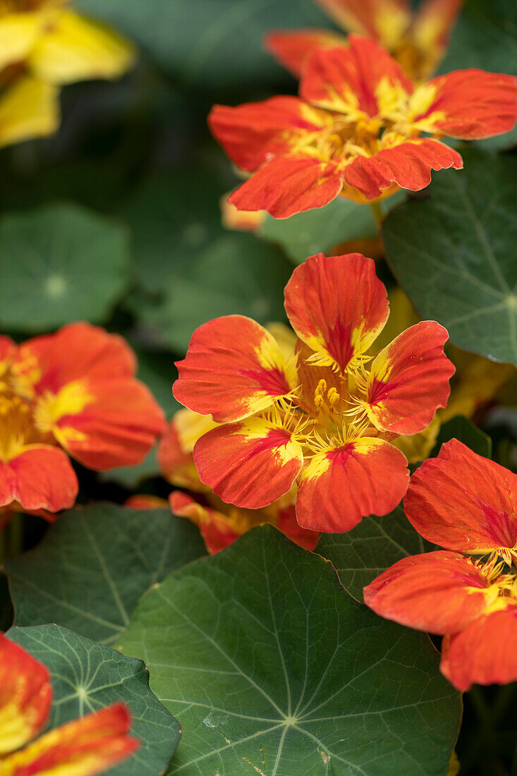 Tropaeolum majus Ice Cream Sundae