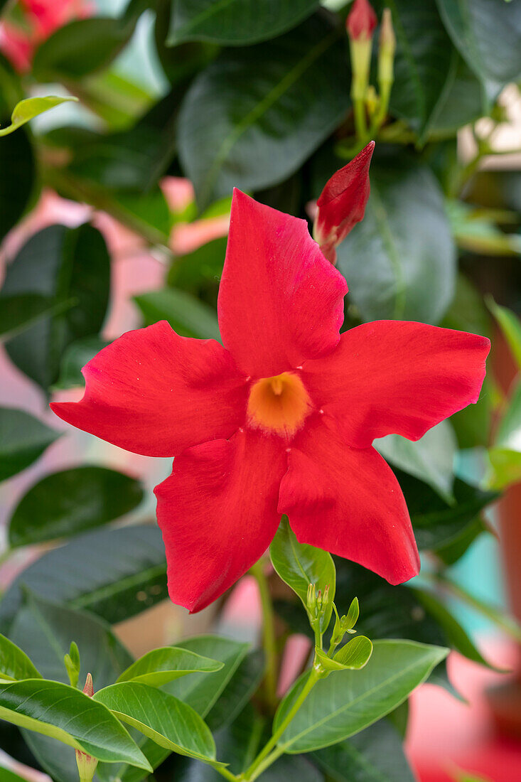 Mandevilla (Dipladenia) 'Rio® Grande Scarlet'