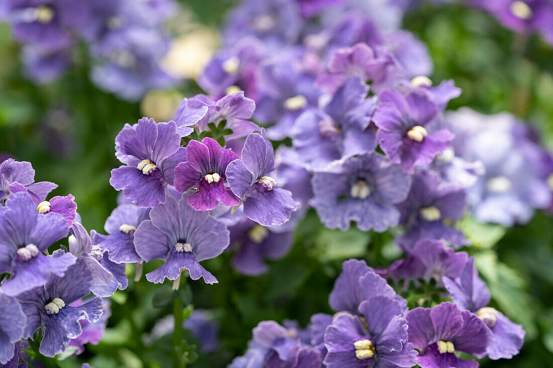 Elfenspiegel (Nemesia hybrida) 'LTD Palette Jeans'