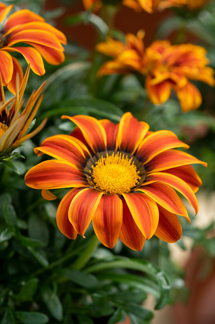 Gazania rigens LTD Big Kiss Orange Flame