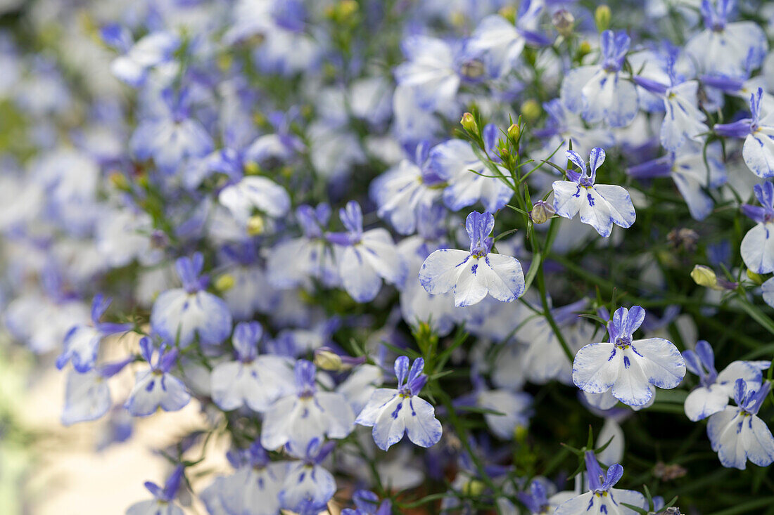 Lobelia erinus LTD Techno® Blue Ears