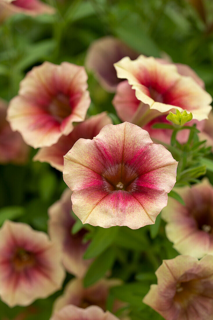 Petunie (Petunia) 'Fun House Peach Melba'